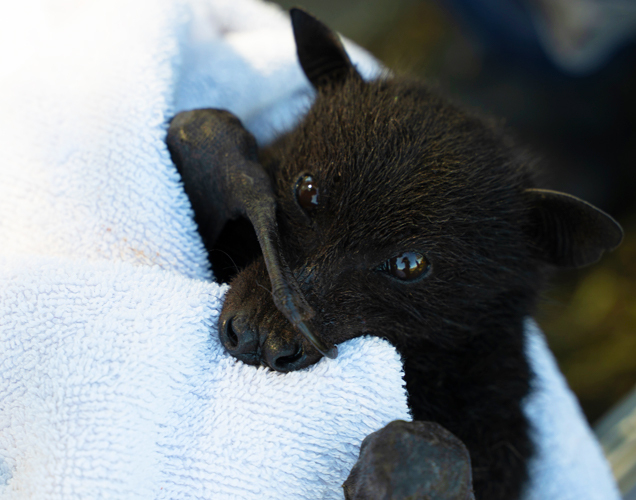 rescued bat in towel